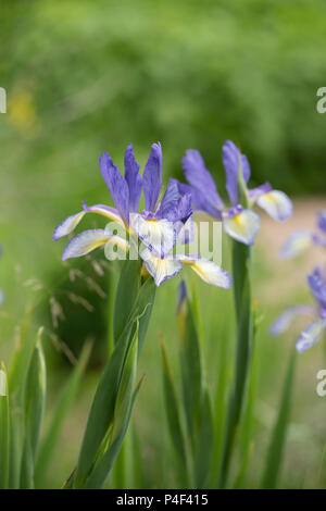 Olandese Iris. Iris hollandica 'Blue lassie' fiori Foto Stock