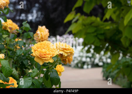 Rosa "Leah tutu' / Hornavel'. Ripetere la fioritura rosa ad arbusto. Regno Unito Foto Stock