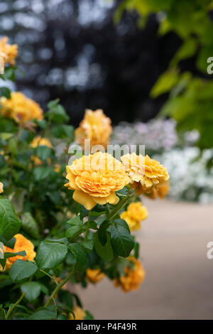 Rosa "Leah tutu' / Hornavel'. Ripetere la fioritura rosa ad arbusto. Regno Unito Foto Stock