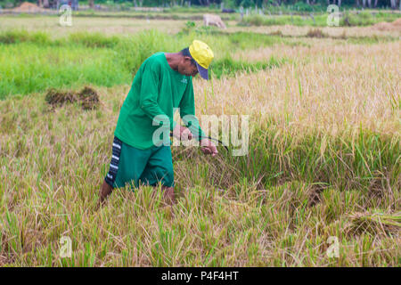 Contadino filippino che lavora in un campo di riso nell'isola Marinduque nelle Filippine Foto Stock