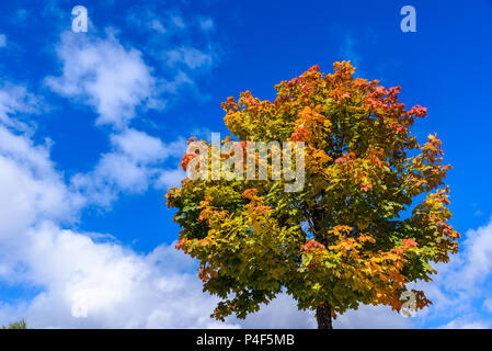 Albero colorato nella stagione autunnale Foto Stock