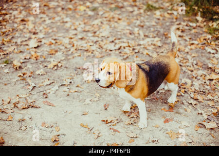 Cane Beagle a piedi Foto Stock