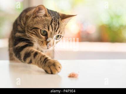 Bellissimi i gatti Gatto a casa. Animale domestico. Foto Stock