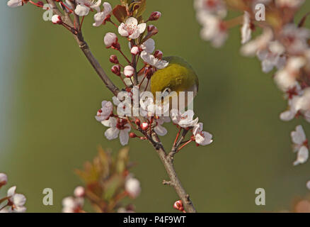 Castagne e fiancheggiata bianco-eye (Zosterops erythropleurus) Alimentazione adulto a Beidaihe blossom, Hebei, la Cina può Foto Stock