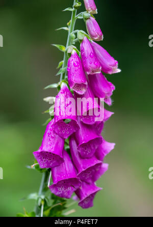 Foxglove, Digitalis purpurea, Huelgoat millefiori, Bretagna Francia Foto Stock