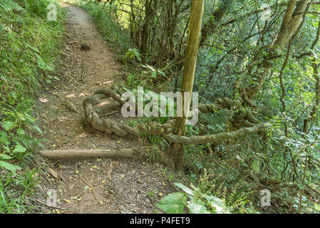 Un impianto di strangler sulla gola Tugela sentiero escursionistico in Kwazulu-Natal Drakensberg Foto Stock