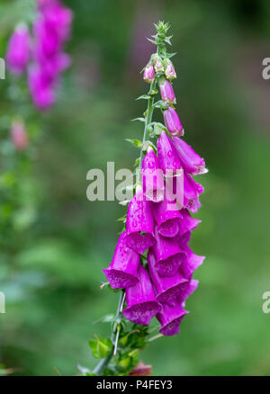 Foxglove, Digitalis purpurea, Huelgoat millefiori, Bretagna Francia Foto Stock