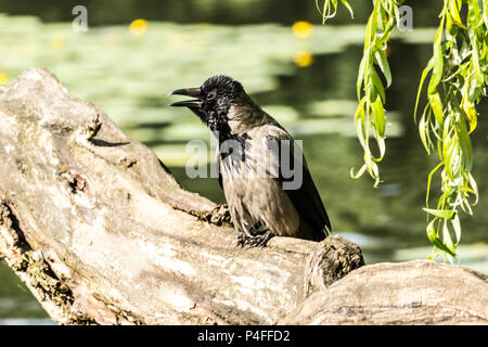 Giornata calda. Cornacchia mantellata (Corvus cornix) si siede con il suo becco aperto sull'albero caduto vicino al laghetto. Il sito di uccelli, animali, fenomeni naturali. Foto Stock