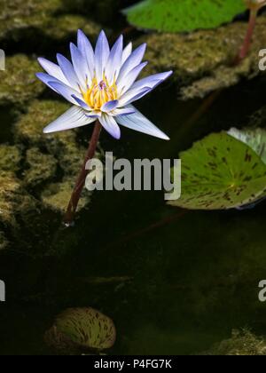 Il Woodlands TX USA - giugno 5, 2018 - Giglio in stagno Soft Foto Stock