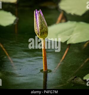 Il Woodlands TX USA - giugno 5, 2018 - Lily Pad fiore chiuso Foto Stock