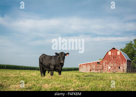 Black Bull alti in piedi di fronte ad un granaio rosso nelle zone rurali di Illinois. Foto Stock