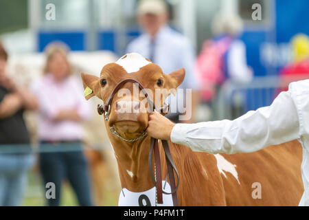 19 & 20 giugno 2018 - Il Cheshire Showground a Creta Fattoria Flittogate Lane, Knutsford ha ospitato il 2018 Royal Contea di Cheshire Show. La mostra è ab Foto Stock