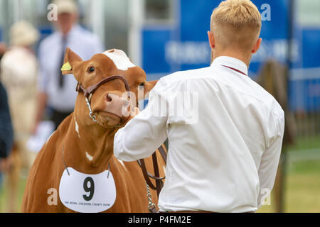 19 & 20 giugno 2018 - Il Cheshire Showground a Creta Fattoria Flittogate Lane, Knutsford ha ospitato il 2018 Royal Contea di Cheshire Show. La mostra è ab Foto Stock