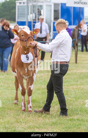 19 & 20 giugno 2018 - Il Cheshire Showground a Creta Fattoria Flittogate Lane, Knutsford ha ospitato il 2018 Royal Contea di Cheshire Show. La mostra è ab Foto Stock