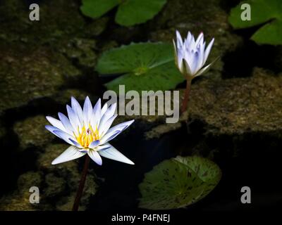 Il Woodlands TX USA - giugno 5, 2018 - Acqua Giglio 4 Foto Stock