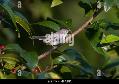 Ritratto di un colore blu-grigio gnatcatcher. Foto Stock