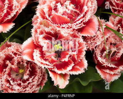 SFONDO - fiori di tulipano frilly rossi e bianchi Foto Stock