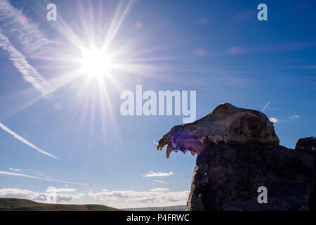 Pecore / Agnello cranio animale posa su una roccia sul lato di una montagna in Galles del Sud Foto Stock