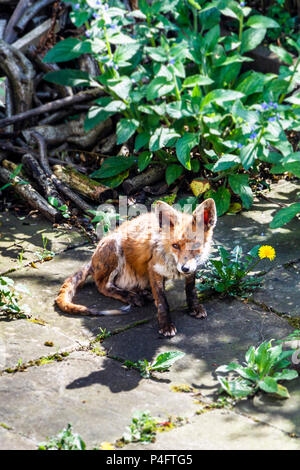 Mangy fox in un nord di Londra Giardino Foto Stock