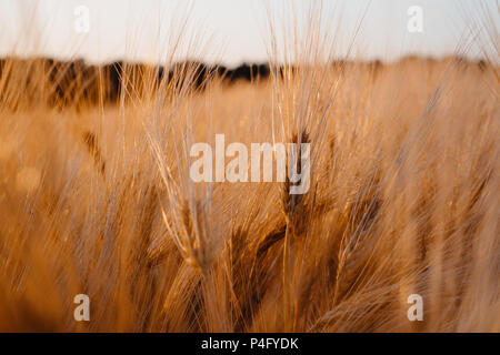 Dorata campo di grano in serata al tramonto luce calda Foto Stock