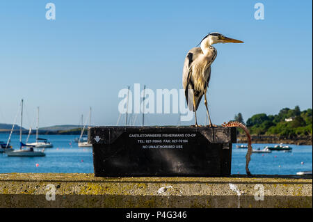 Schull, Irlanda. Il 22 giugno, 2018. Un Airone cinerino (Ardea cinerea) rende la maggior parte del tempo soleggiato in Schull questa mattina. Le temperature saliranno nei prossimi giorni, raggiungendo la metà-20's celsius entro la metà della prossima settimana. Credito: Andy Gibson/Alamy Live News. Foto Stock