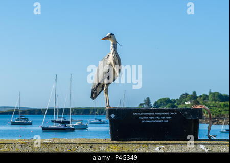 Schull, Irlanda. Il 22 giugno, 2018. Un Airone cinerino (Ardea cinerea) rende la maggior parte del tempo soleggiato in Schull questa mattina. Le temperature saliranno nei prossimi giorni, raggiungendo la metà-20's celsius entro la metà della prossima settimana. Credito: Andy Gibson/Alamy Live News. Foto Stock