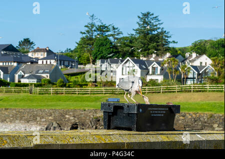 Schull, Irlanda. Il 22 giugno, 2018. Un Airone cinerino (Ardea cinerea) rende la maggior parte del tempo soleggiato in Schull questa mattina. Le temperature saliranno nei prossimi giorni, raggiungendo la metà-20's celsius entro la metà della prossima settimana. Credito: Andy Gibson/Alamy Live News. Foto Stock