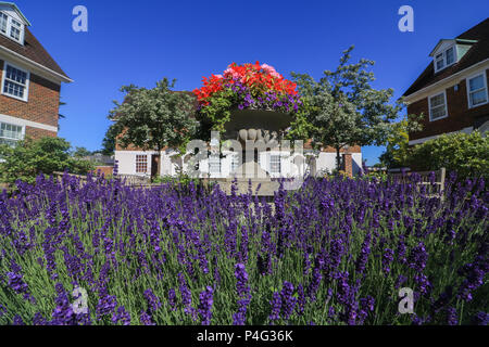 Londra REGNO UNITO. Il 22 giugno 2018. Wimbledon giardino circondato da lavanda è bagnata nella mattina di sole estivo Credito: amer ghazzal/Alamy Live News Foto Stock