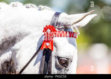 Hickstead, West Sussex, Regno Unito. Il 22 giugno 2018. Cob grigio. Browband. L'Al Shira"aa Hickstead Derby riunione. Showjumping. Il tutto in Inghilterra corso di salto. Hickstead. West Sussex. Regno Unito. Il giorno 3. 22/06/2018. Credito: Sport In immagini/Alamy Live News Foto Stock