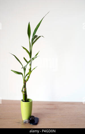 Lucky Bamboo Pianta che cresce con le rocce su un contatore di luce con uno sfondo luminoso Foto Stock