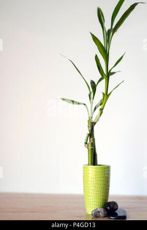 Bambù crescenti houseplant per interni su un banco di legno con un piccolo mucchio di pietre in luce brillante tranquillo Foto Stock