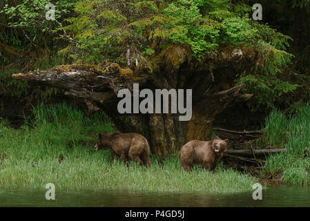 Orso bruno Orso grizzly (Ursus arctos) Lupetti nella Khutzeymateen Grizzly Santuario, British Columbia, Canada Foto Stock