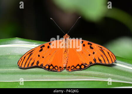 Un Golfo Fritillary butterfly Foto Stock