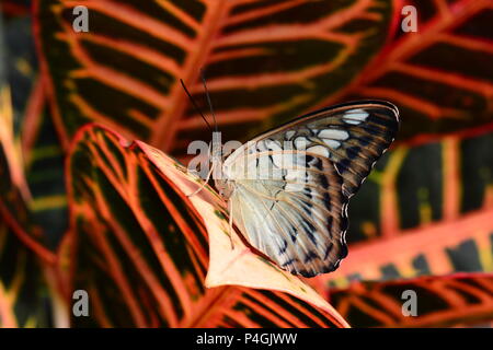 Un marrone clipper butterfly terre nel giardino delle farfalle. Foto Stock