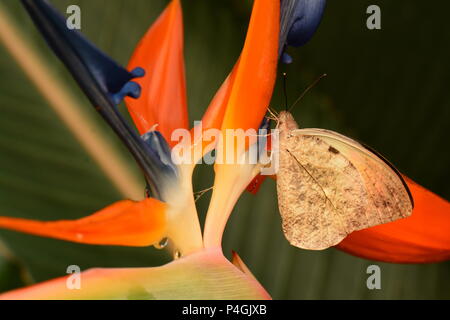 Grande arancione farfalla punta su un uccello del paradiso bloom Foto Stock