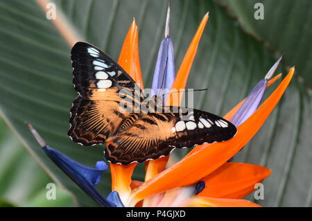 Un marrone clipper butterfly terre nel giardino delle farfalle. Foto Stock