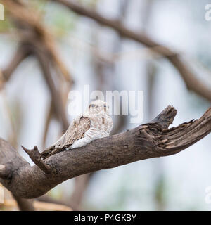 Adulto color sabbia, nighthawks Chordeiles rupestris, Puerto Miguel, Superiore Amazzonia, Loreto, Perù Foto Stock