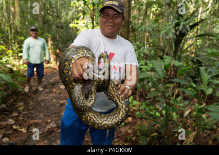 Una guida locale con un wild green anaconda, Eunectes murinus, Amazon National Park, Loreto, Perù Foto Stock