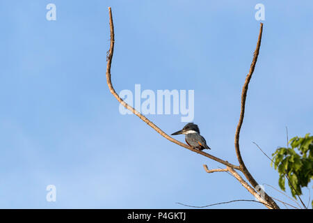 Adulto inanellato kingfisher, Megaceryle torquata, Yanallpa Cano, Superiore Amazzonia, Loreto, Perù Foto Stock