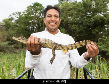 Guida locale con un wild caimano nero, Caimano niger, El Dorado Cano, Loreto, Perù Foto Stock