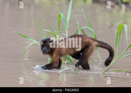 Adulto tufted, cappuccino Sapajus apella, attraversando l'acqua a San Miguel Cano, Loreto, Perù Foto Stock