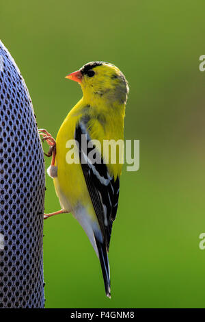 Cardellino (Spinus tristis) su thistle seme alimentatore. Foto Stock