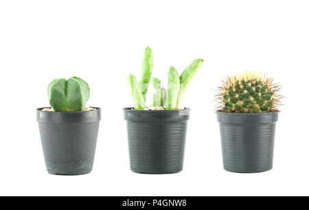 Fresco verde cactus in una plastica dei POT del fiore di insieme di raccolta isolati su sfondo bianco. Foto Stock