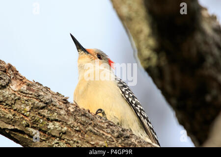 Rosso-Picchio panciuto (Melanerpes carolinus) Foto Stock