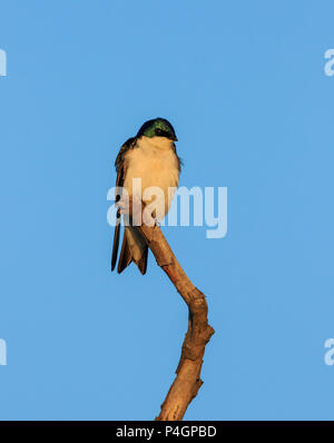 Tree Swallow (Tachycineta bicolore) appollaiato sul ramo di albero vicino al tramonto Foto Stock