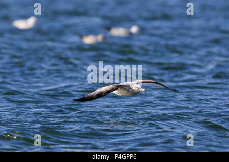 Anello di teenager-fatturati bull (Larus delawarensis) in volo Foto Stock