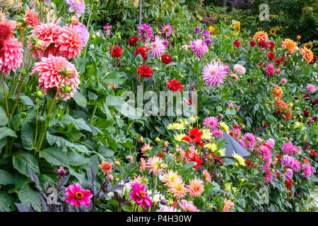 Dahlia in Butchart Gardens in Victoria British Columbia. Foto Stock