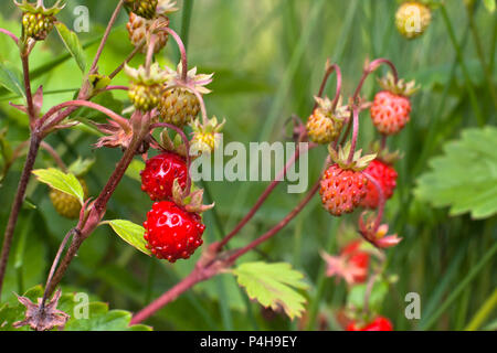 Le bacche selvatiche di fragola in erba Foto Stock