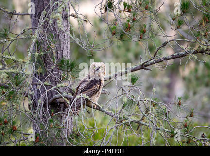 Grande cornuto Owlet in pino Foto Stock