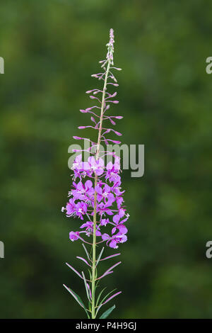 Fiori di willow-herb (Ivan-tea) sul verde sfondo sfocato Foto Stock